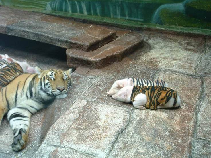 Tigres e Porkinhos